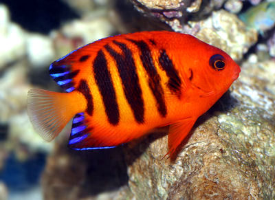 CENTROPYGE LORICULUS